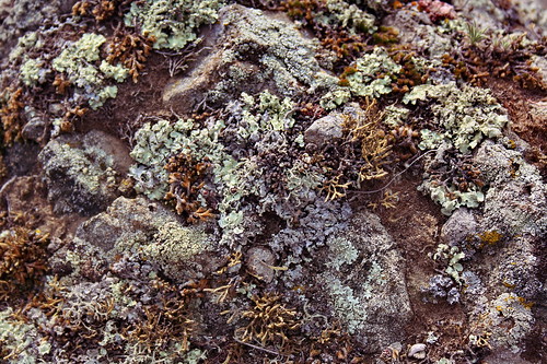 Moss and lichen ©  Victoria Abrosimova