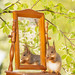 young red squirrels standing with a mirror