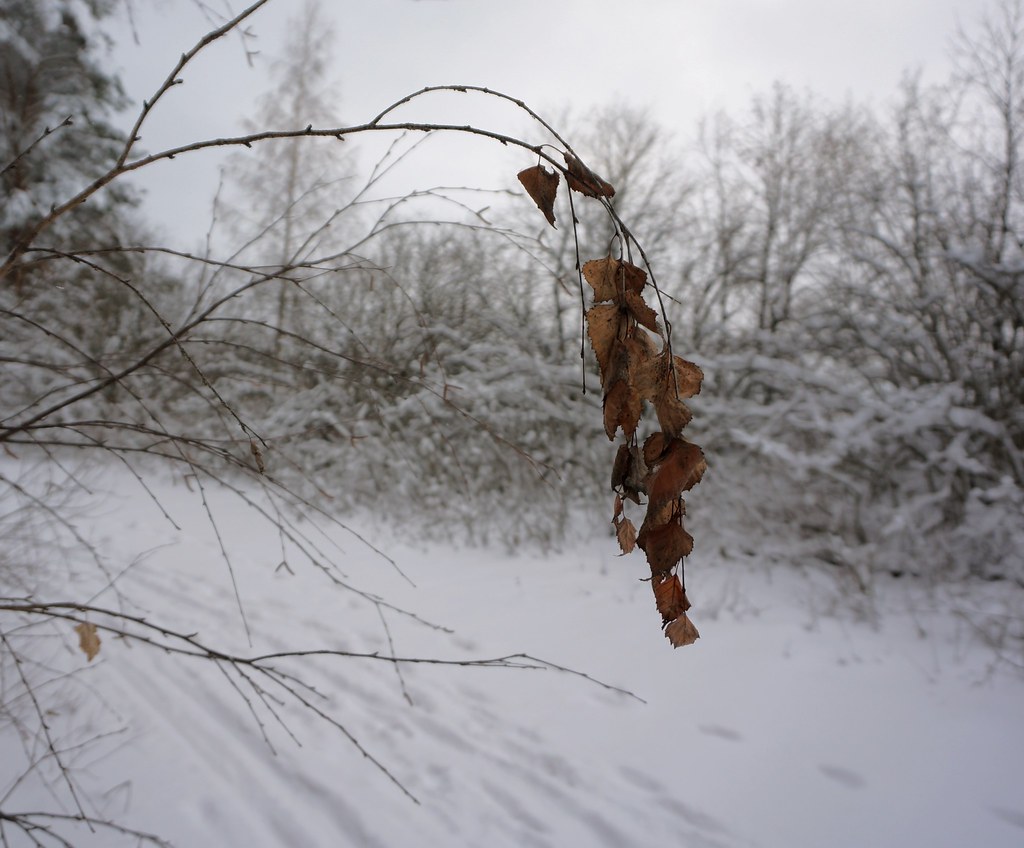 фото: Сухие берёзовые листья на размытом зимнем фоне