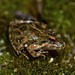 Cricket frog (Acris crepitans)