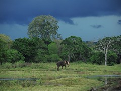 Kaudulla National Park, Sri LankaTNW1