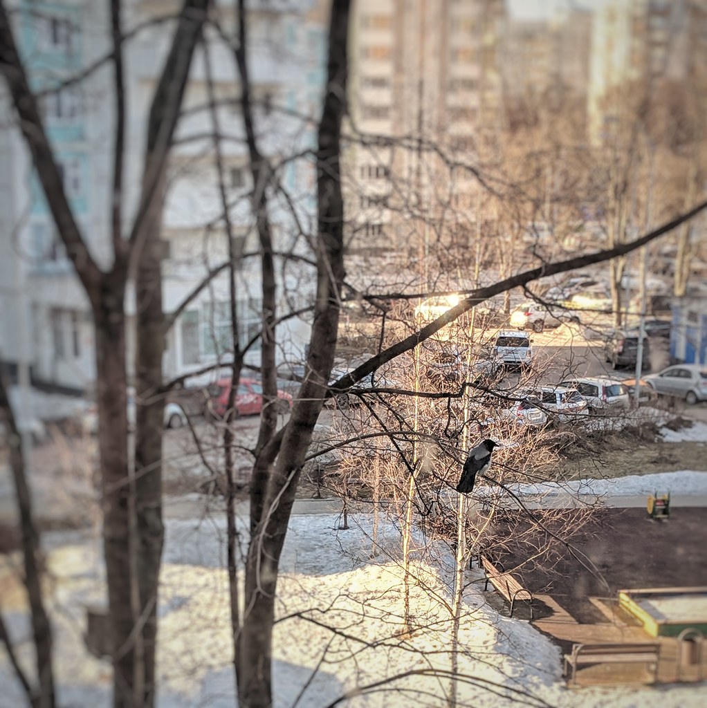 : morning crow
