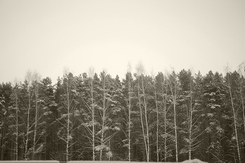 Winter forest ©  Andrey