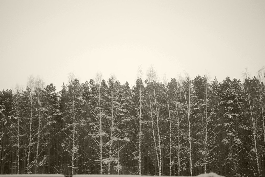 : Winter forest