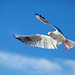 Seagull at Lago di Garda