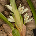 Maxillaria alba – Merle Robboy