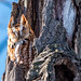 Petit-duc maculÃ© (Forme rousse) / Eastern Screech Owl (Rufous Morph) [Megascops asio]