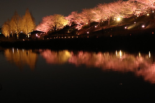 Night cherry blossom fest