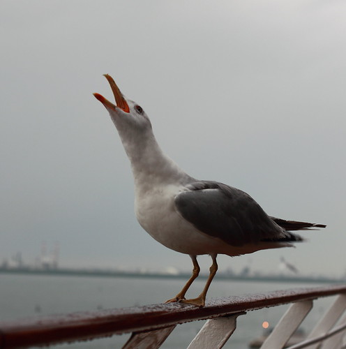 seagull ©  dmytrok