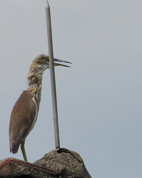 Chinese Pond-Heron On The Roof