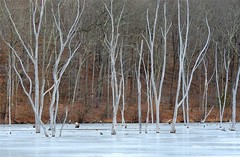 Frozen Naked Trees