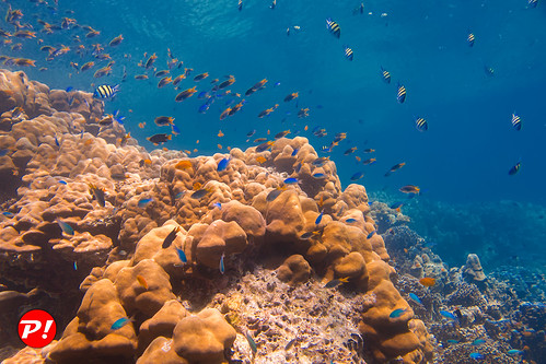 Underwater world. Coral reefs of Thailand         IMG_3470BS ©  Phuket@photographer.net
