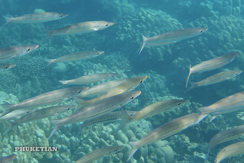 Barracudas. Underwater photos from Surin Islands, Thailand ©  Phuket@photographer.net