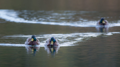 Zurich Duck Gang ©  kuhnmi