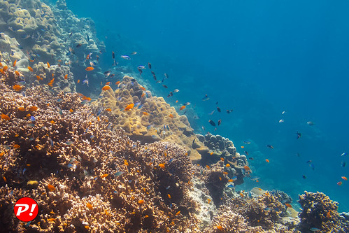 Underwater world. Coral reefs of Thailand         IMG_3443bs ©  Phuket@photographer.net