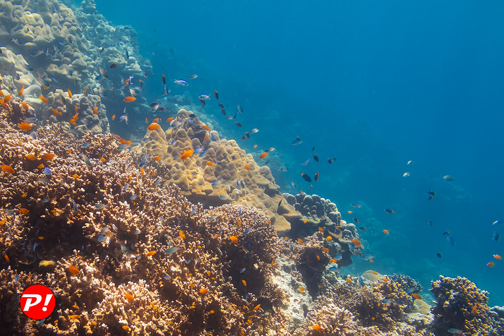 : Underwater world. Coral reefs of Thailand         IMG_3443bs