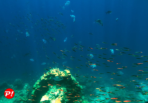 Underwater world. Coral reefs of Thailand   IMG_3456B2S ©  Phuket@photographer.net