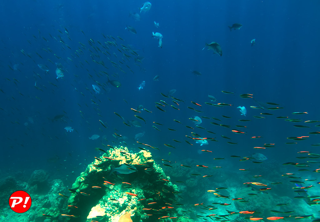 : Underwater world. Coral reefs of Thailand   IMG_3456B2S