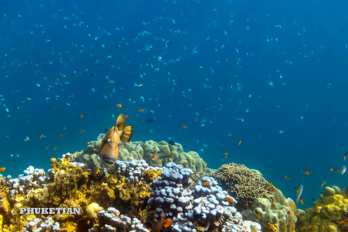 Titan Triggerfish on the coral reef of the Surin islands, Thailand, Indian Ocean ©  Phuket@photographer.net