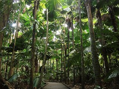 Daintree Rainforest, Queensland, AustraliaTNW