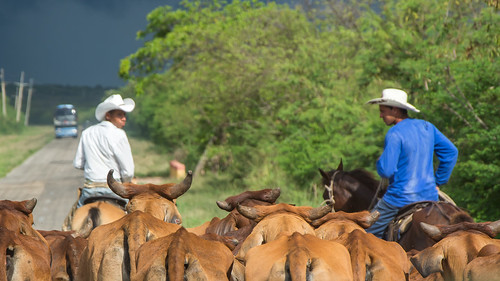Cuban Cowboys ©  kuhnmi