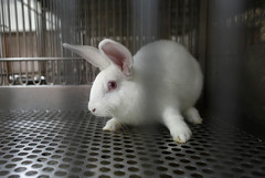 Laboratory Rabbits (16)