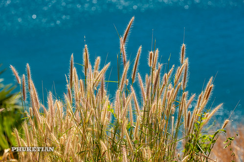 Grass by the sea                  XOKA0199bs ©  Phuket@photographer.net