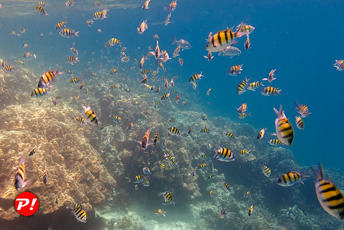 Underwater world. Coral reefs of Thailand         IMG_3445s ©  Phuket@photographer.net