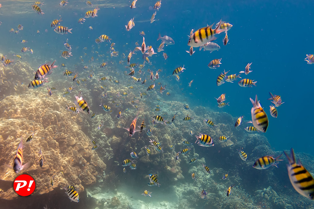 : Underwater world. Coral reefs of Thailand         IMG_3445s