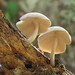 mushrooms5