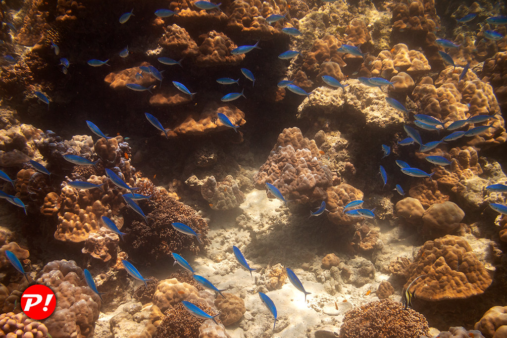 : Underwater world. Coral reefs of Thailand         IMG_3435bs
