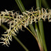 Dendrochilum yuccafolium – Merle Robboy