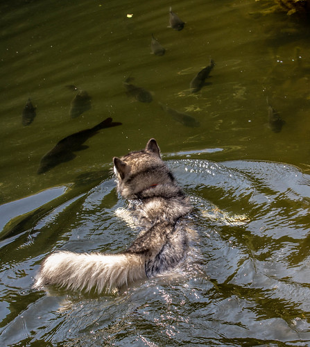Dog and fish ©  Raymond Zoller
