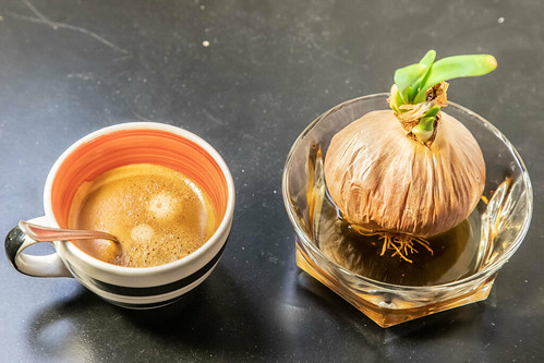 Onion with coffee ©  Raymond Zoller