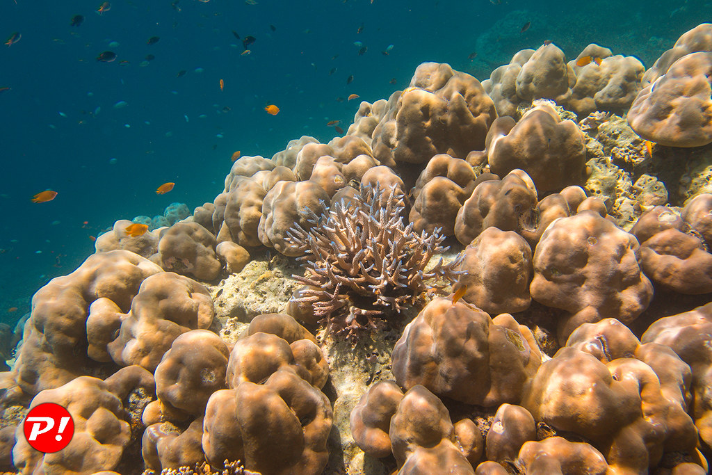 : Underwater world. Coral reefs of Thailand         IMG_3481BS
