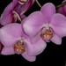 Phalaenopsis hybrid – Susan