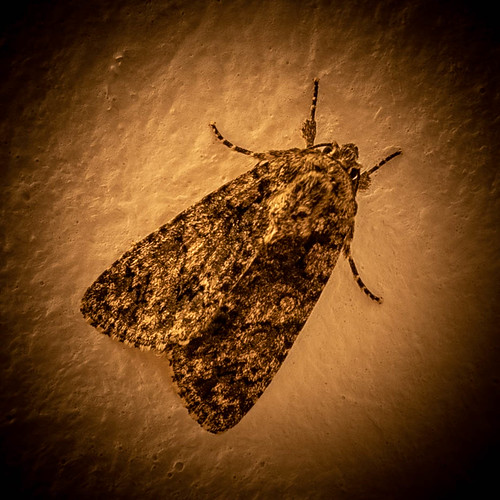 Moth ©  Raymond Zoller