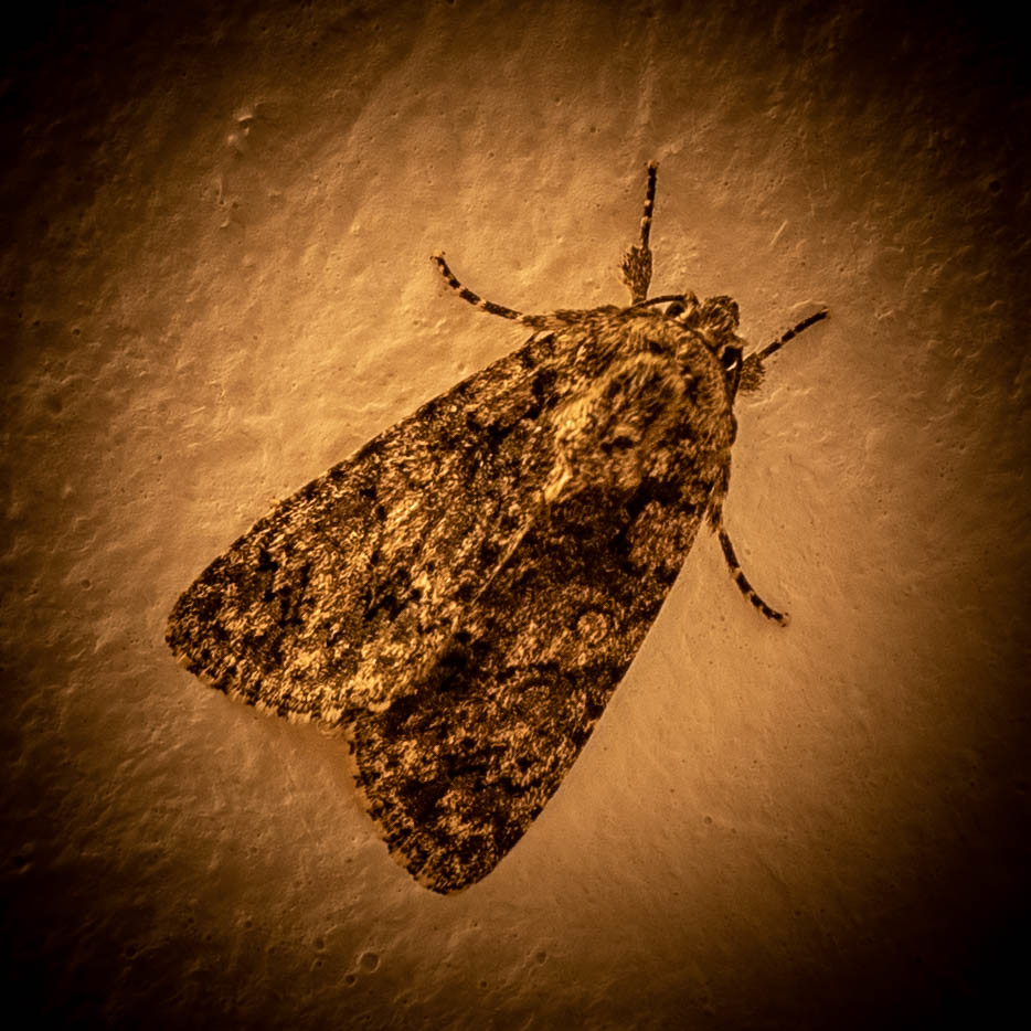 : Moth