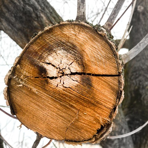 sawed treewood ©  sergej xarkonnen