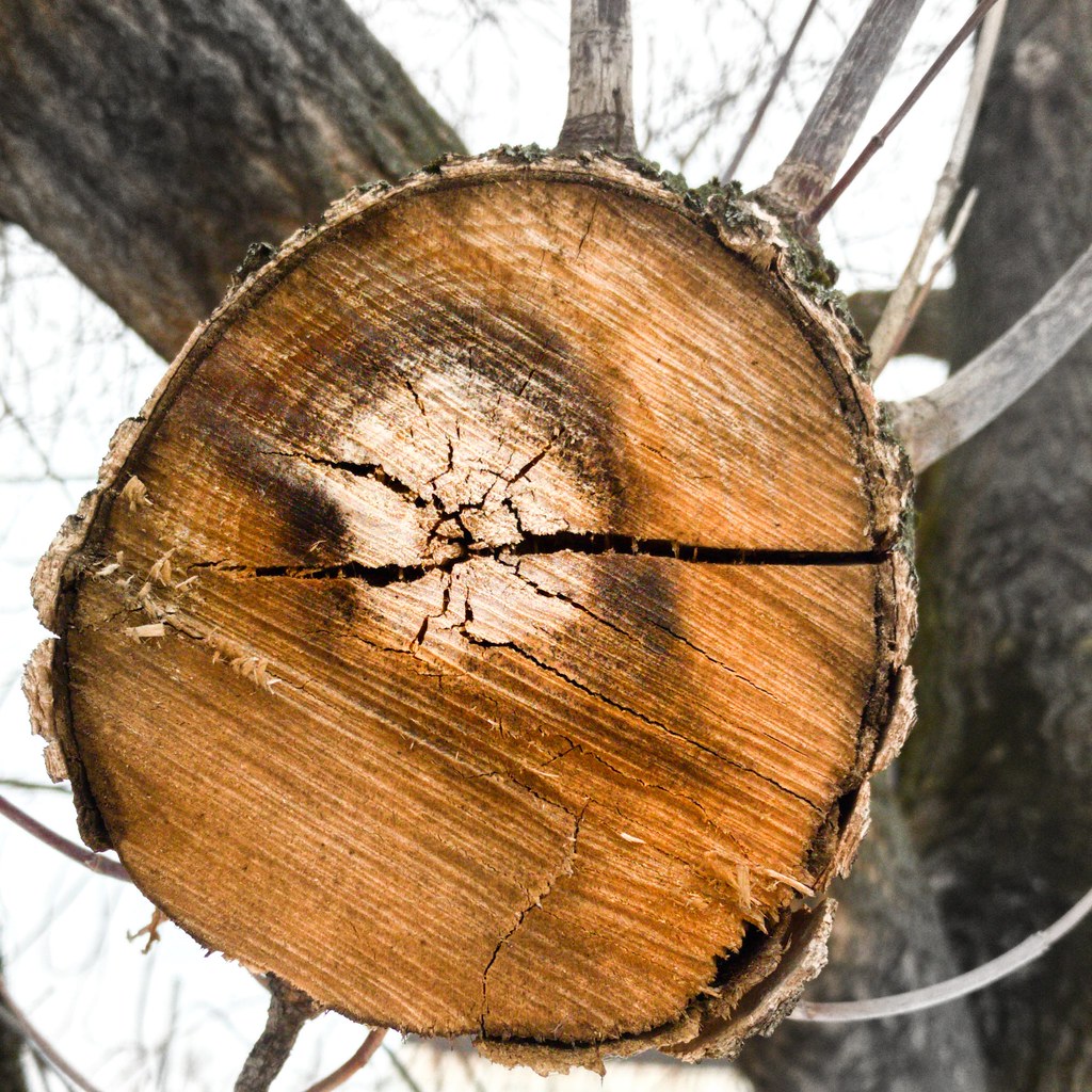 : sawed treewood