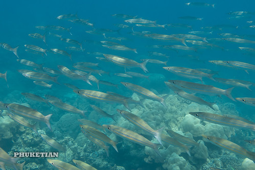 Barracudas. Underwater photos from Surin Islands, Thailand ©  Phuket@photographer.net