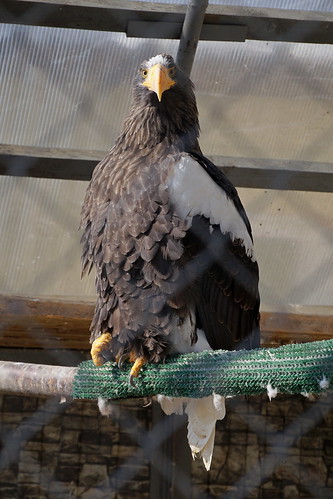 Stellers sea eagle (in captivity)    ©  Tatters 