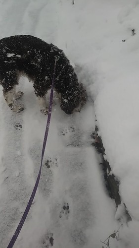 Accidental video dog nose in snow ©  Michael Neubert