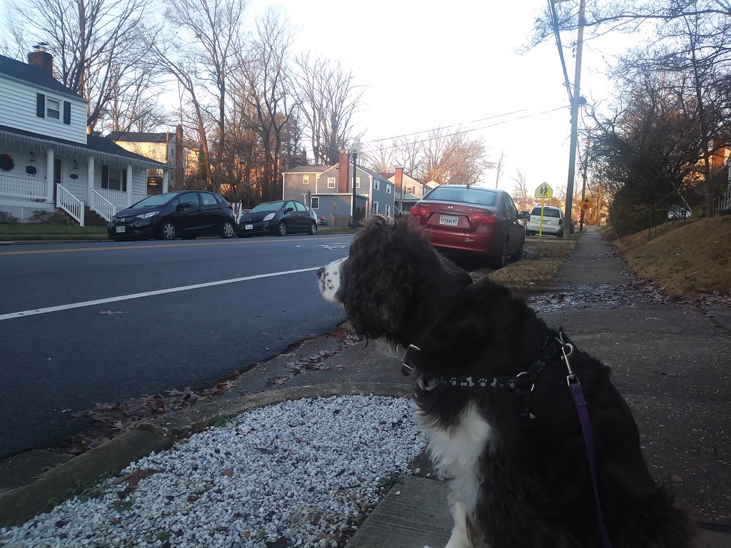 : Laika out for leisurely morning walk