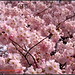 Bild zu Cherry Blossoms