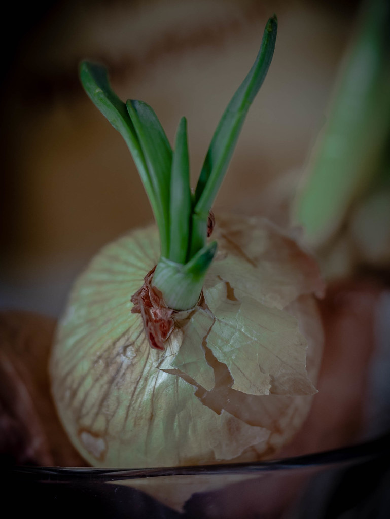 : Onion