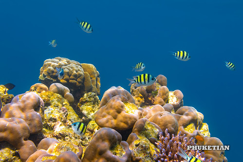 Coral reef of the Surin islands, Thailand, Indian Ocean ©  Phuket@photographer.net