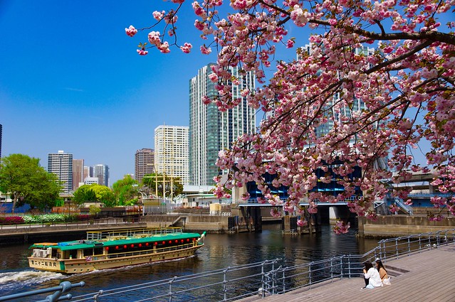 運河と新緑と桜と屋形船、癒される風景