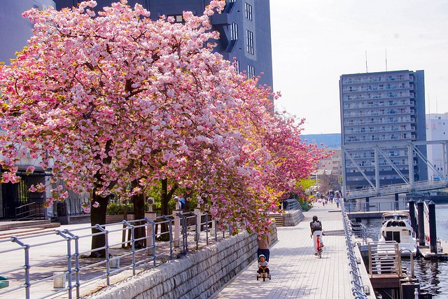 運河沿いの桜、今が満開です