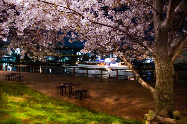 桜とレストラン船